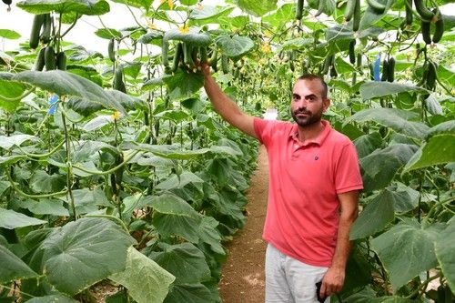 Joel Rodríguez, productor de pepino mini Isidro de Top Seeds.