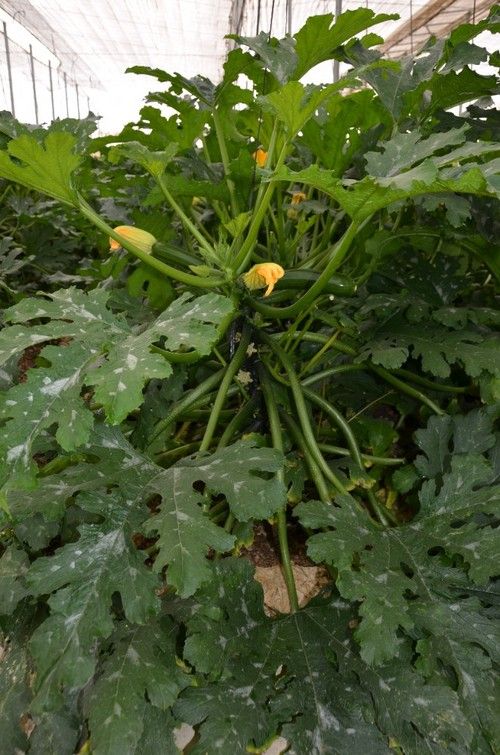 Cicero tiene una planta de fácil manejo, con porte erecto y estructura abierta.