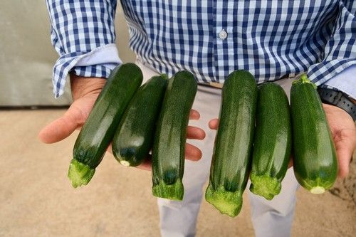 Perseverance RZ (izqda) y Grimsey RZ (dcha), las propuestas más novedosas en calabacín de Rijk Zwaan