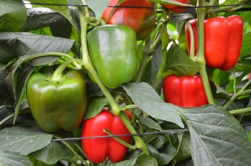 Jabana tiene un buen color rojo, pero su ausencia de silverelina permite también comercialización en verde.