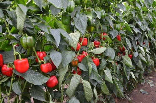 Jabana tiene un buen cuaje con altas temperaturas  y planta de entrenudo corto.