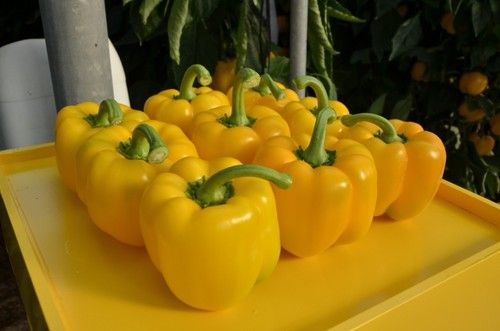 Ilusión (HMC 57218)  tiene un color amarillo muy atractivo.