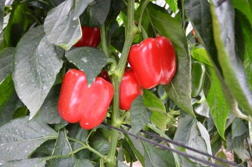 La planta de Reacción (HMC 57275) es abierta y aireada, con vigor media.