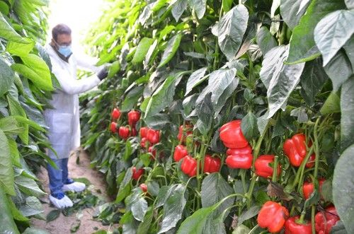 Las novedades IÓN en rojo son Reacción (HMC 57275), HMC 57186, y Cesión (HMC 57990)