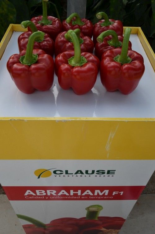 Abraham es el pimiento para ciclo temprano estrella en Almería.