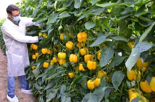 David González muestra Ilusión, un pimiento muy productivo.
