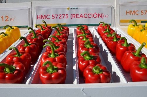 Reacción (HMC 57275) tiene un fruto de calibre G.