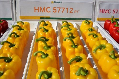 Esta variedad es para plantaciones tempranas y medias.