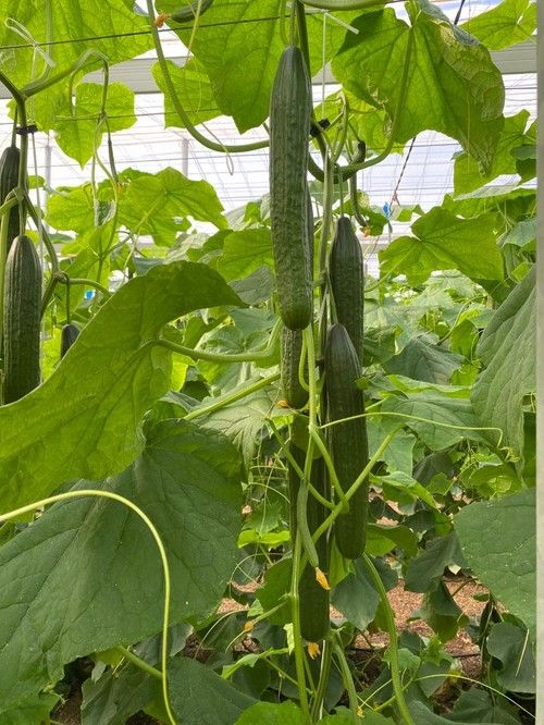 Variedad de pipino PasiónND de Hazera España.