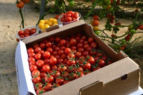 Variedades de cherry