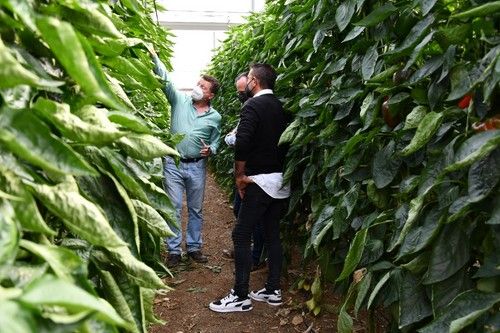 José Luis Ruipérez, especialista de cultivo de pimiento de Rijk Zwaan, con algunos agricultores mostrando la planta de Timbal RZ