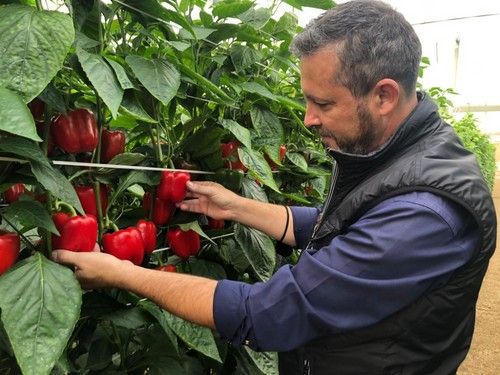 Diego Guirado, delegado de ventas en Vilmorin, junto a una de las variedades.