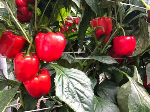 El portfolio de California rojo temprano de Vilmorin destaca por su alta productividad.