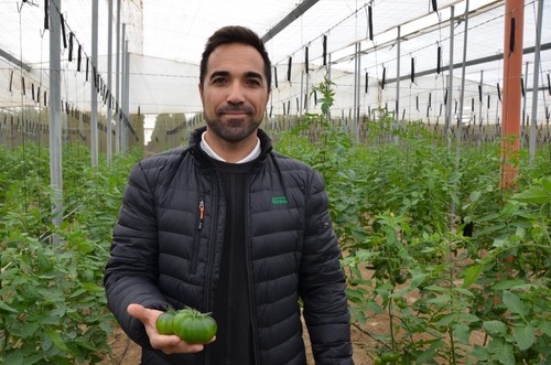 Alejandro Sánchez, especialista de cultivo de tomate de Semillas Fitó.