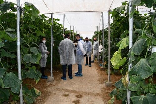 IZAL es el primer pepino holandés de Sakata en España.