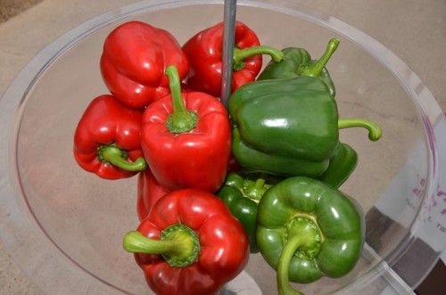 Se trata del primer pimiento California de la marca en España para ciclo temprano.