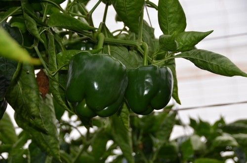 Sibac ofrece una calidad óptima tanto en corte verde como rojo, ampliando sus posibilidades comerciales.