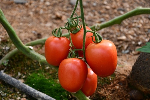 Salathor, tomate pera de calibre
