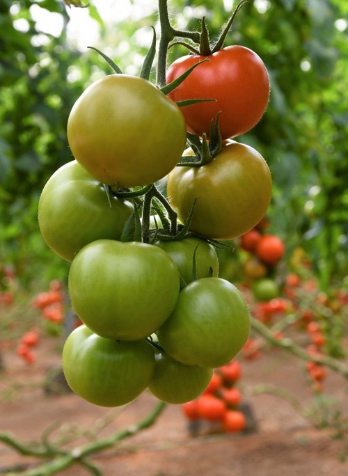 Inoxx F1, tomate ramo