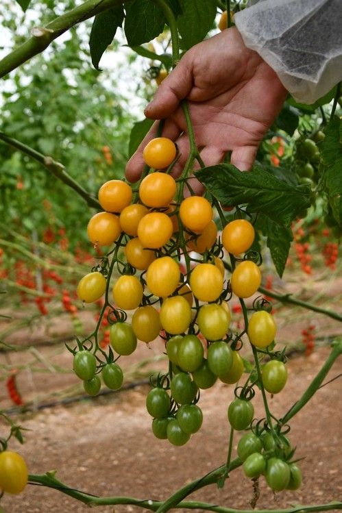 ISI 82406 F1, cherry amarillo