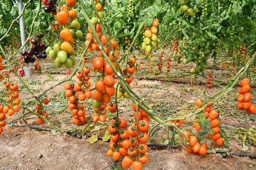 La tendencia también va hacia el naranja
