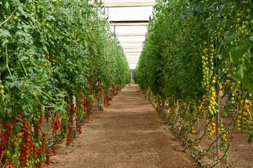 Variedades de tomate cherry en diferentes colores y tipologías