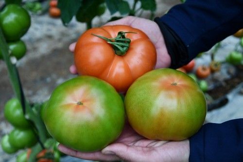Tanto en rojo como en verde, su color de recolección es excelente