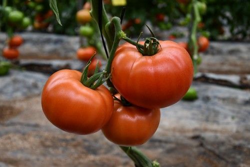 Su color rojo lo hace excelente para comercialización