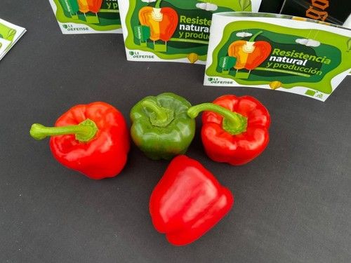 En verde y en rojo, muy recomendables y de excelente calidad