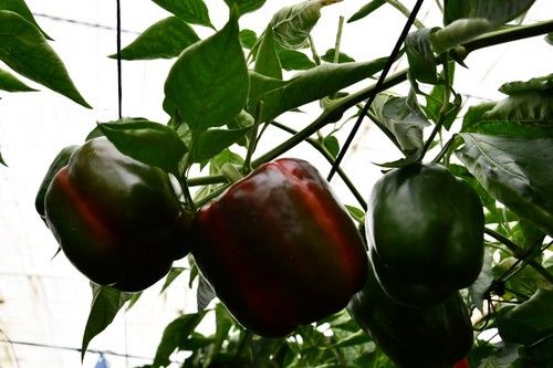 Al contrario que otros pimientos, Arael pasa de un color verde chocolate a rojo intenso y brillante.