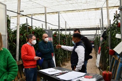 Esta variedad es perfecta para agricultores y comercializadoras por su calibre G y su estupenda postcosecha.