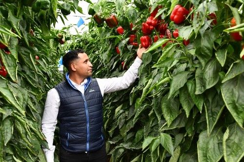 Khalid Smaili, responsable de pimiento en Almería y comercial en la zona del Poniente.