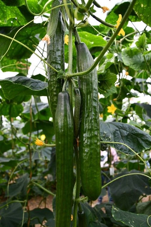 Esta variedad de Syngenta tiene un cuaje escalonado y continuado durante todo el ciclo.
