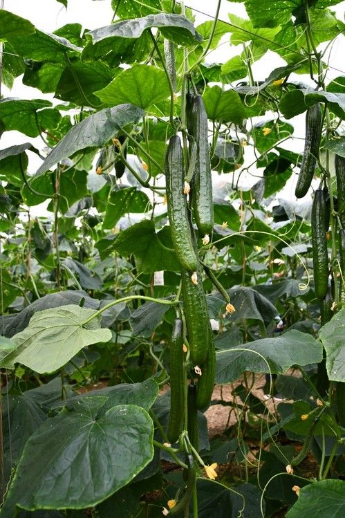 Syngenta cree que esta variedad es de las que más producción aporta en ciclos de invierno.