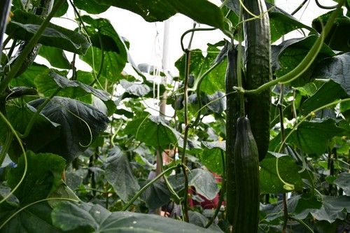 La fecha de plantación recomendada es del 25 de septiembre al 20 de octubre.