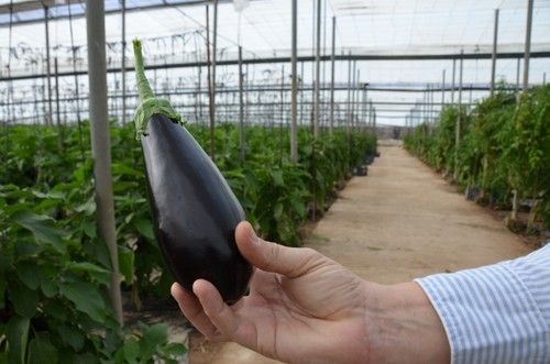 Su baja cantidad de semillas retrasa su proceso de oxidación y alarga su vida útil tras el corte