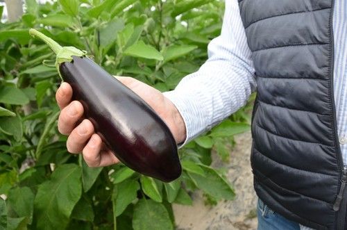 Esta variedad se adapta a cualquier tipo de cultivo, desde convencional hasta biodinámica