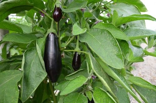 Sus fuertes raíces la hacen una variedad muy resistente ante climas adversos