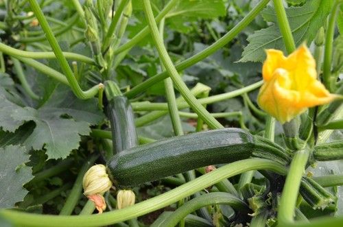 Los frutos de Pietra son muy homogéneos.