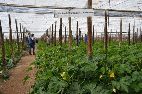 Pietra tiene alta producción en invierno.