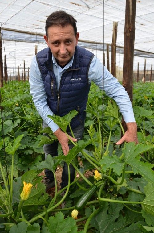 Manuel Fernández, delegado técnico comercial de HM.CLAUSE, muestra la calidad de fruto de Pietra.