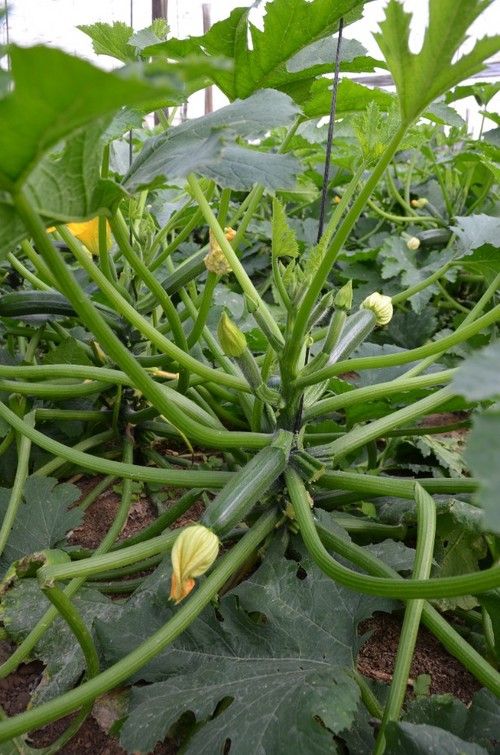 Planta de entrenudo corto y vigor medio-alto.