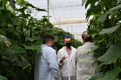 Manuel Pozo, de Rijk Zwaan, junto a varios productores hablando acerca de la plantación