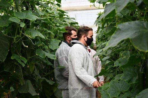 Agricultores viendo el nuevo pepino en campo