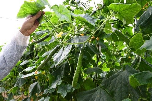 El 24-PT617 RZ tiene una elevada potencia radicular