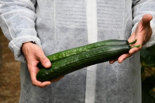 Fruto muy acanalado y oscuro