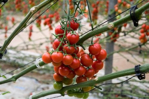 Engelyta RZ, el cherry de excelente sabor