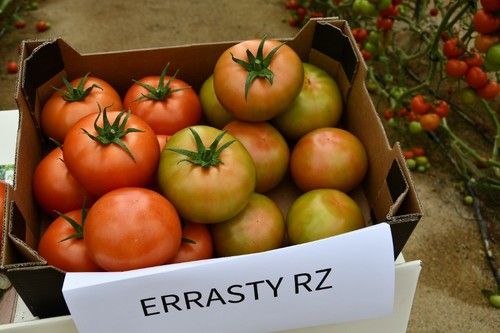 Errasty RZ, beef de calibre GG-GGG de excelente calidad y color