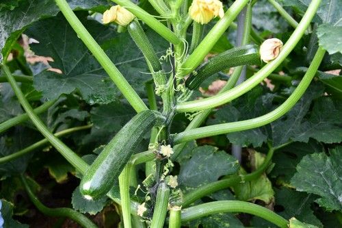 Los frutos de Gaia son muy homogéneos en longitud.