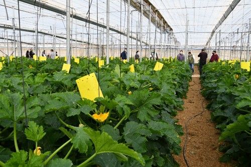 La planta de Gaia es de porte abierto.
